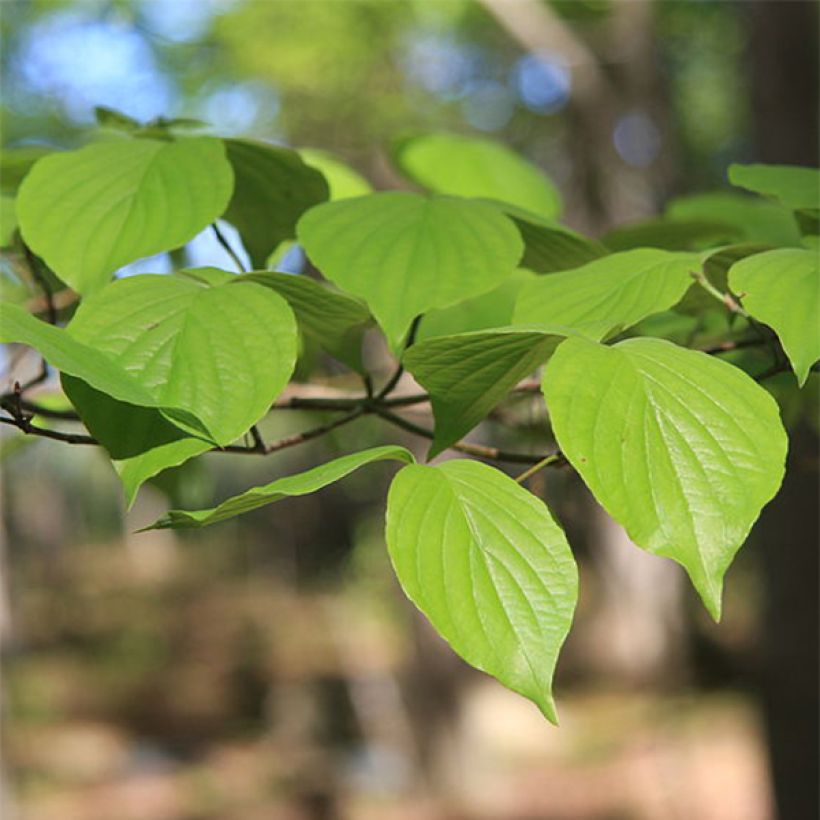Amerikanischer Blumen-Hartriegel - Cornus florida (Laub)