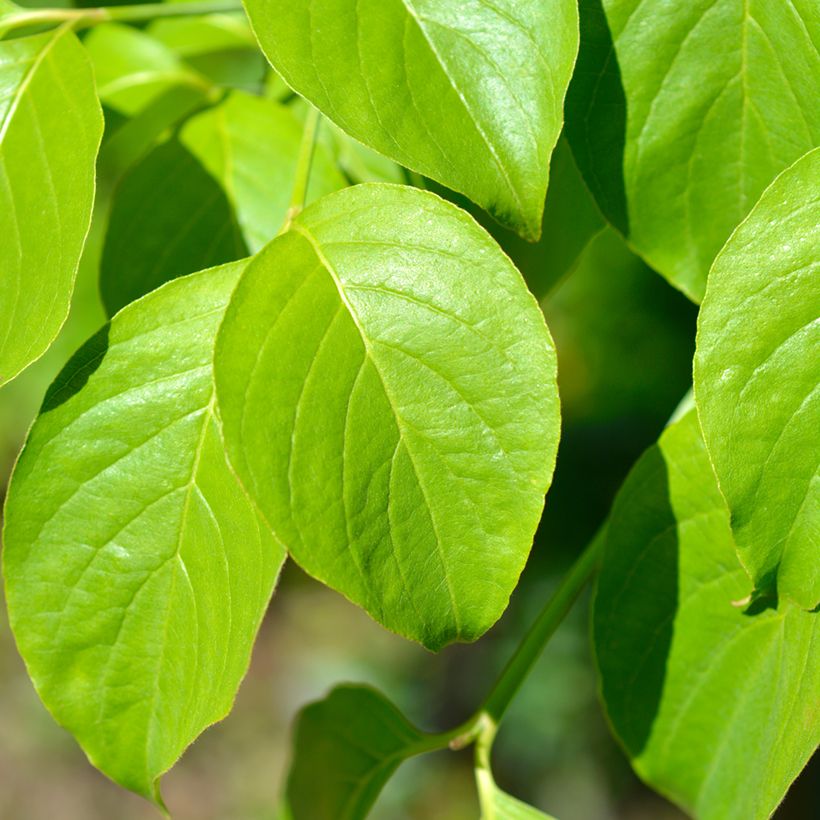Amerikanischer Blumen-Hartriegel Cherokee Chief - Cornus florida (Laub)