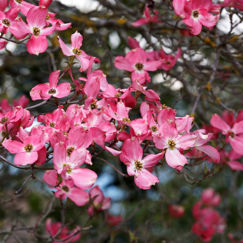 Amerikanischer Blumen-Hartriegel Cherokee Sunset - Cornus florida (Blüte)