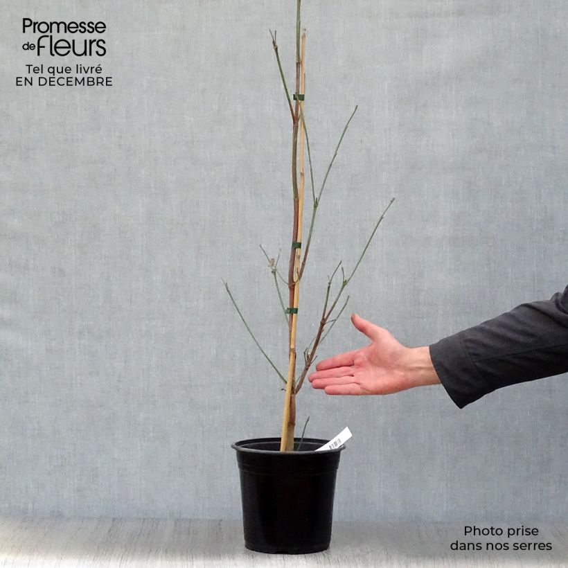 Exemplar von Amerikanischer Blumen-Hartriegel Cloud Nine - Cornus florida Topf mit 4L/5L wie im Winter geliefert