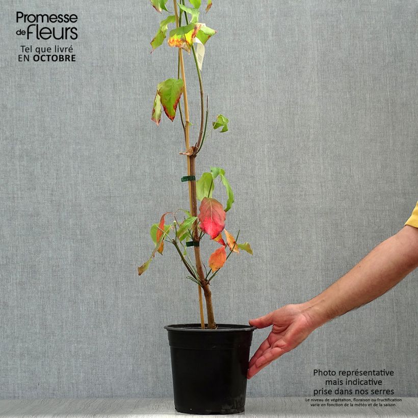 Example of Amerikanischer Blumen-Hartriegel Cloud Nine - Cornus florida Topf mit 4L/5L as you get in automne