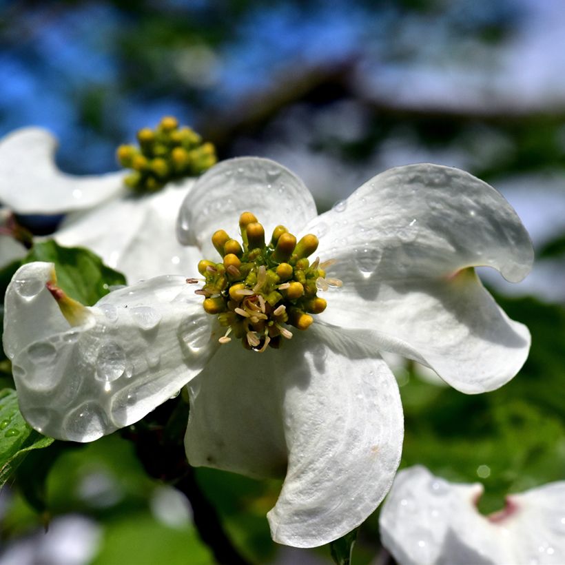 Amerikanischer Blumen-Hartriegel - Cornus florida (Blüte)