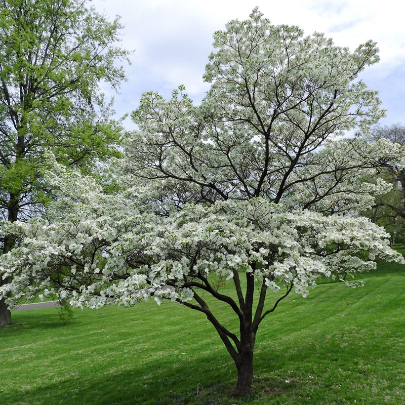 Amerikanischer Blumen-Hartriegel - Cornus florida (Hafen)