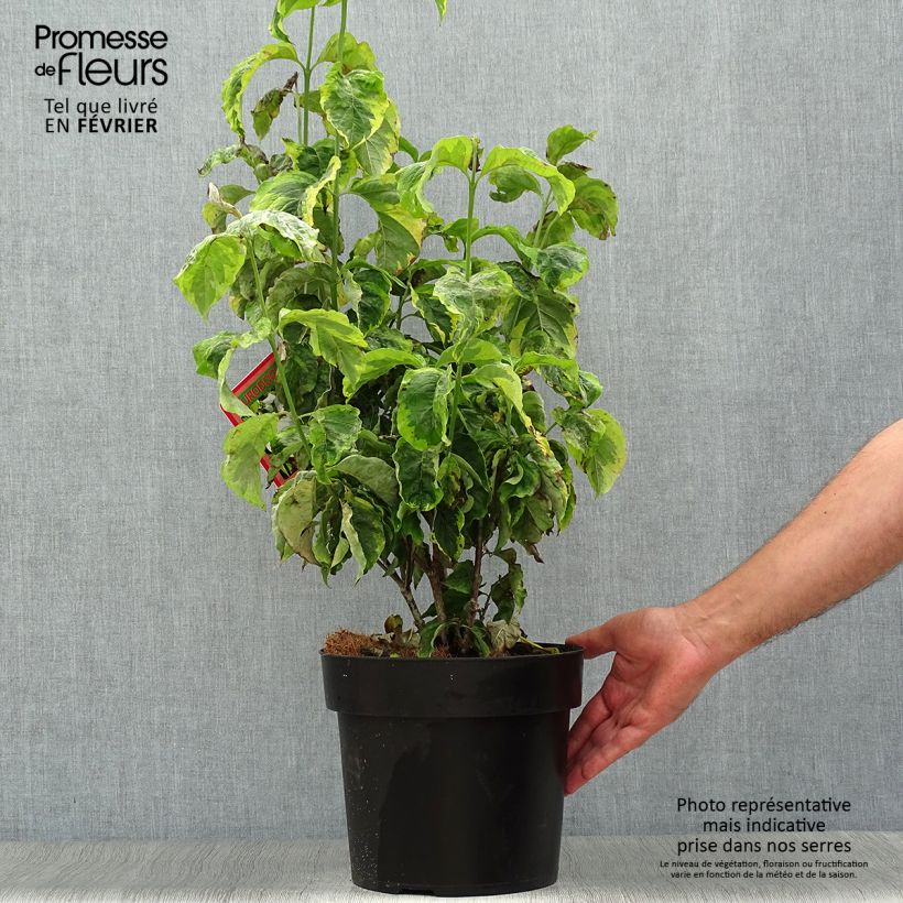 Example of Amerikanischer Blumen-Hartriegel Rainbow - Cornus florida Topf mit 6L/7L as you get in automne