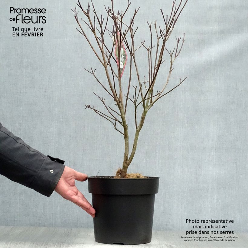 Exemplar von Amerikanischer Blumen-Hartriegel Rainbow - Cornus florida Topf mit 6L/7L wie im Winter geliefert
