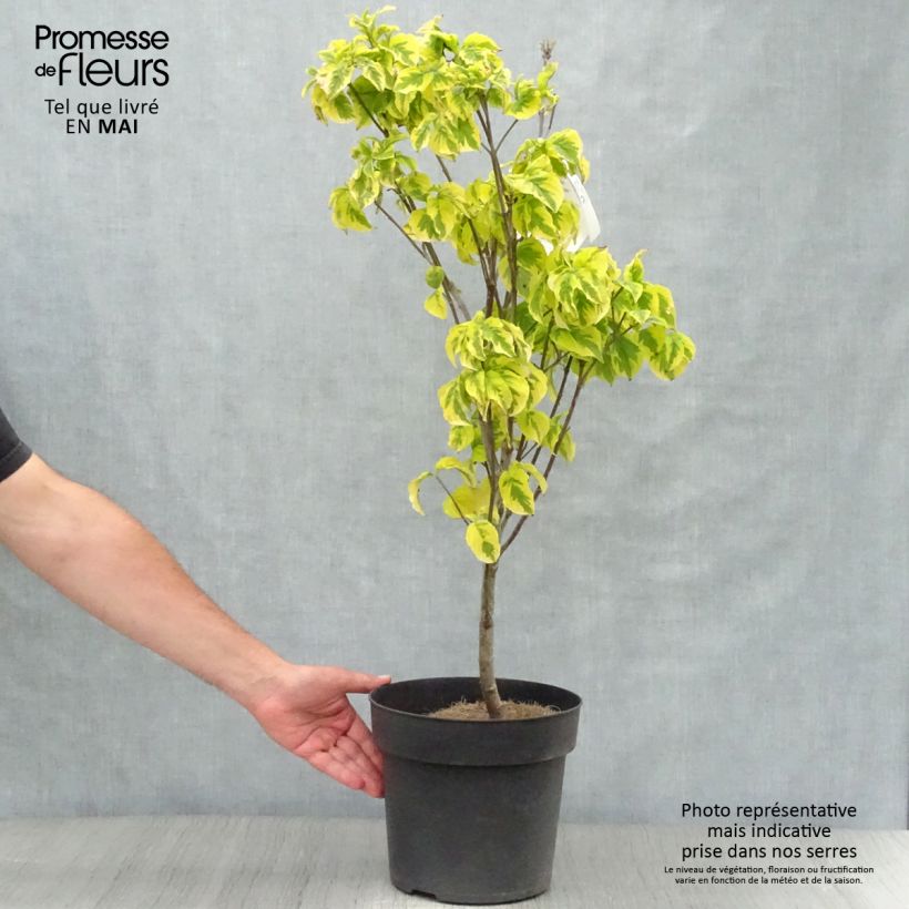 Exemplar von Amerikanischer Blumen-Hartriegel Rainbow - Cornus florida Topf mit 6L/7L wie im Frühjahr geliefert