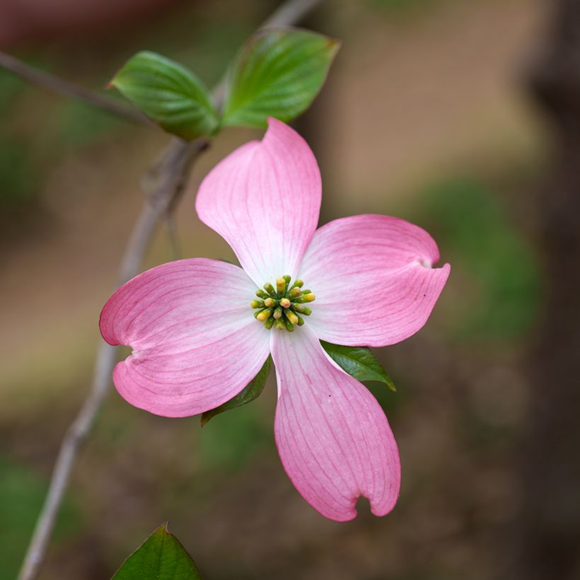 Amerikanischer Blumen-Hartriegel Rubra - Cornus florida (Blüte)