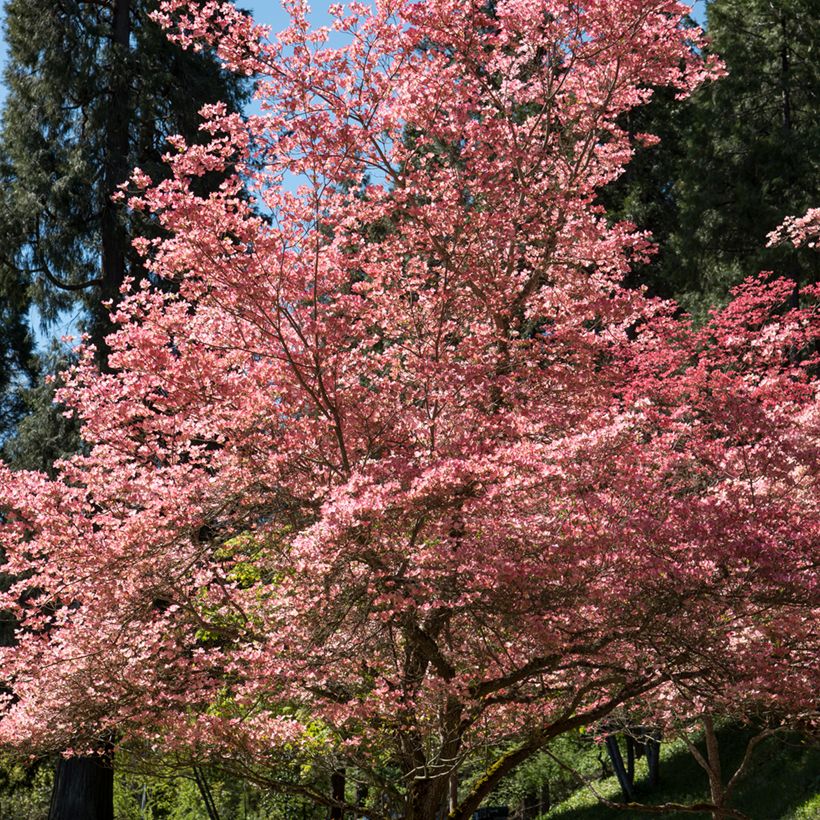 Amerikanischer Blumen-Hartriegel Rubra - Cornus florida (Hafen)