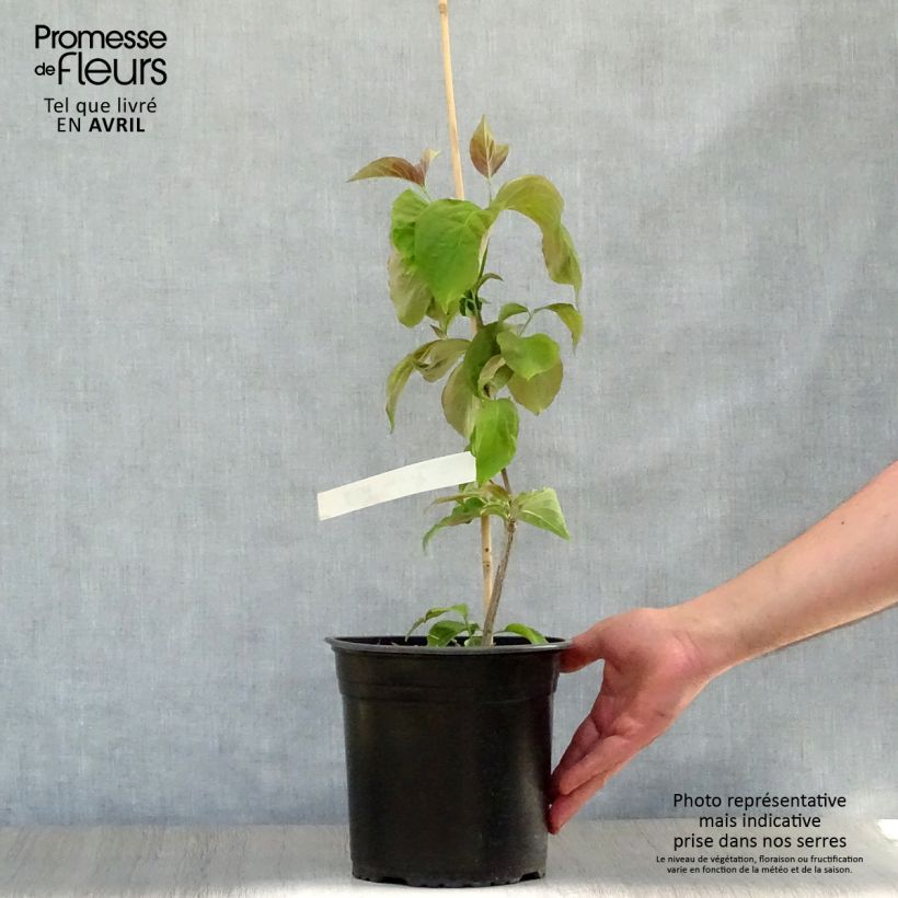 Exemplar von Amerikanischer Blumen-Hartriegel Rubra - Cornus florida Topf mit 4L/5L wie im Frühjahr geliefert