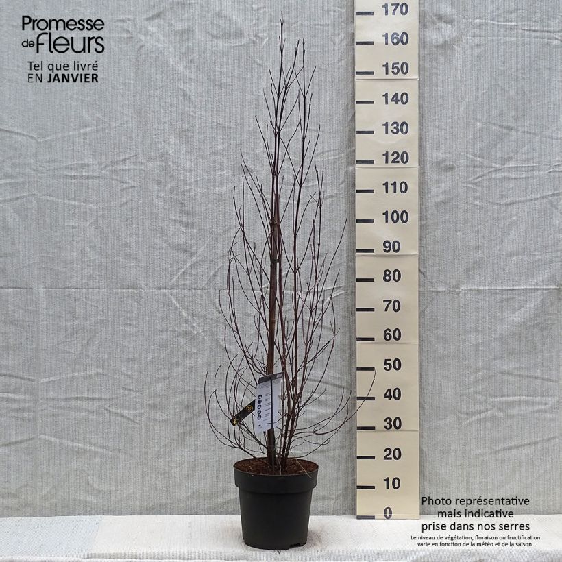 Exemplar von Amerikanischer Blumen-Hartriegel - Cornus florida Topf mit 7,5L/10L wie im Winter geliefert