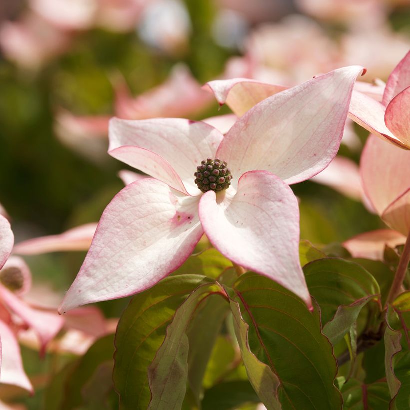 Japanischer Blumen-Hartriegel Beni-fuji - Cornus kousa (Blüte)