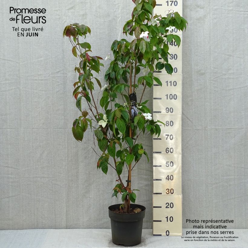 Exemplar von Japanischer Blumen-Hartriegel Blooming White Tetra - Cornus kousa Topf mit 4L/5L wie im Frühjahr geliefert
