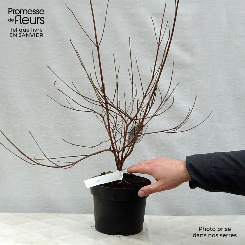 Exemplar von Japanischer Blumen-Hartriegel Chinensis - Cornus kousa Topf mit 3L/4L wie im Winter geliefert