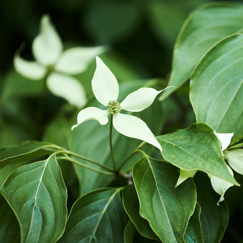 Japanischer Blumen-Hartriegel - Cornus kousa (Laub)