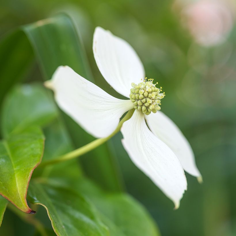 Japanischer Blumen-Hartriegel - Cornus kousa (Blüte)