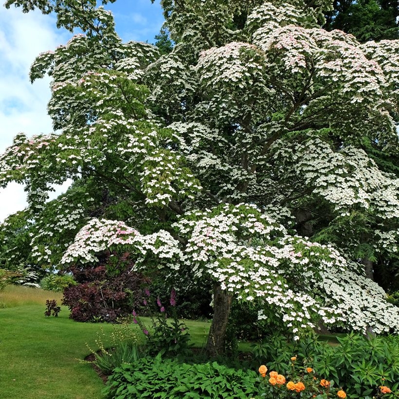 Japanischer Blumen-Hartriegel - Cornus kousa (Hafen)