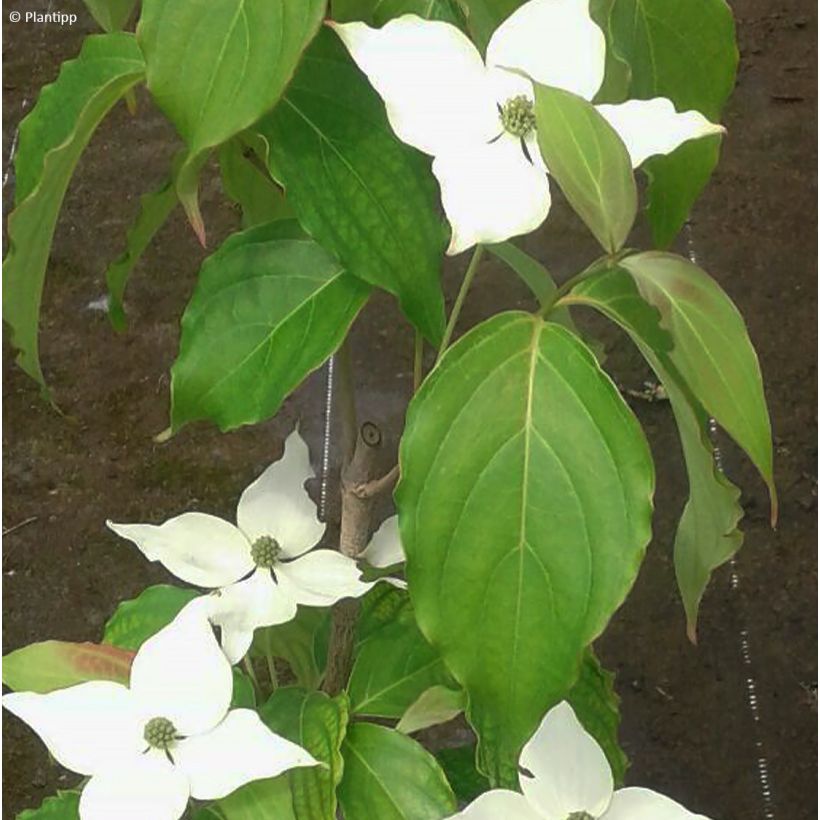 Japanischer Blumen-Hartriegel Flower Tower - Cornus kousa (Laub)