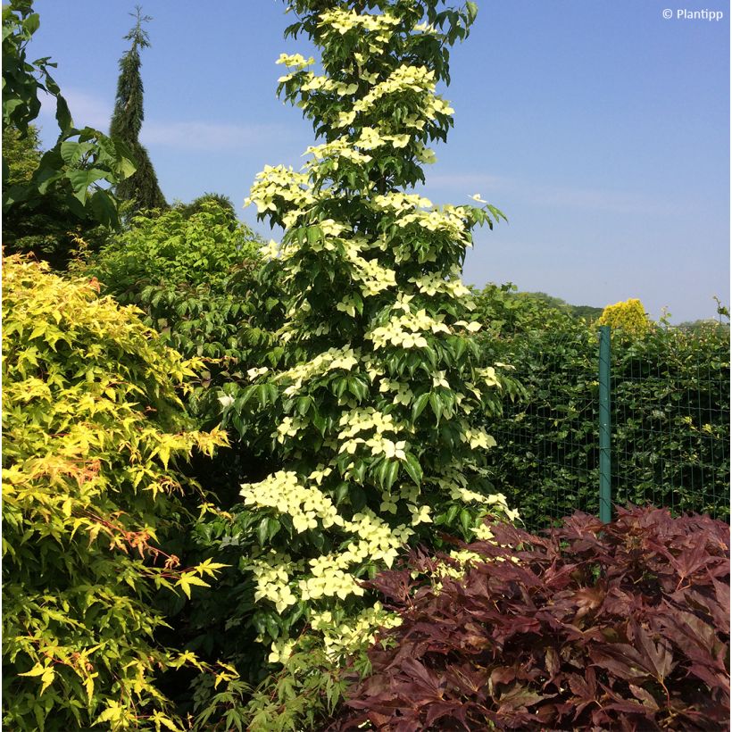 Japanischer Blumen-Hartriegel Flower Tower - Cornus kousa (Hafen)