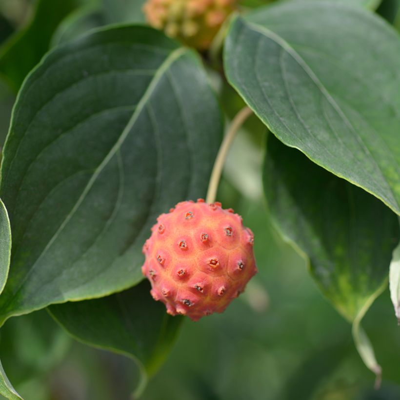 Japanischer Blumen-Hartriegel Galilean - Cornus kousa (Ernte)