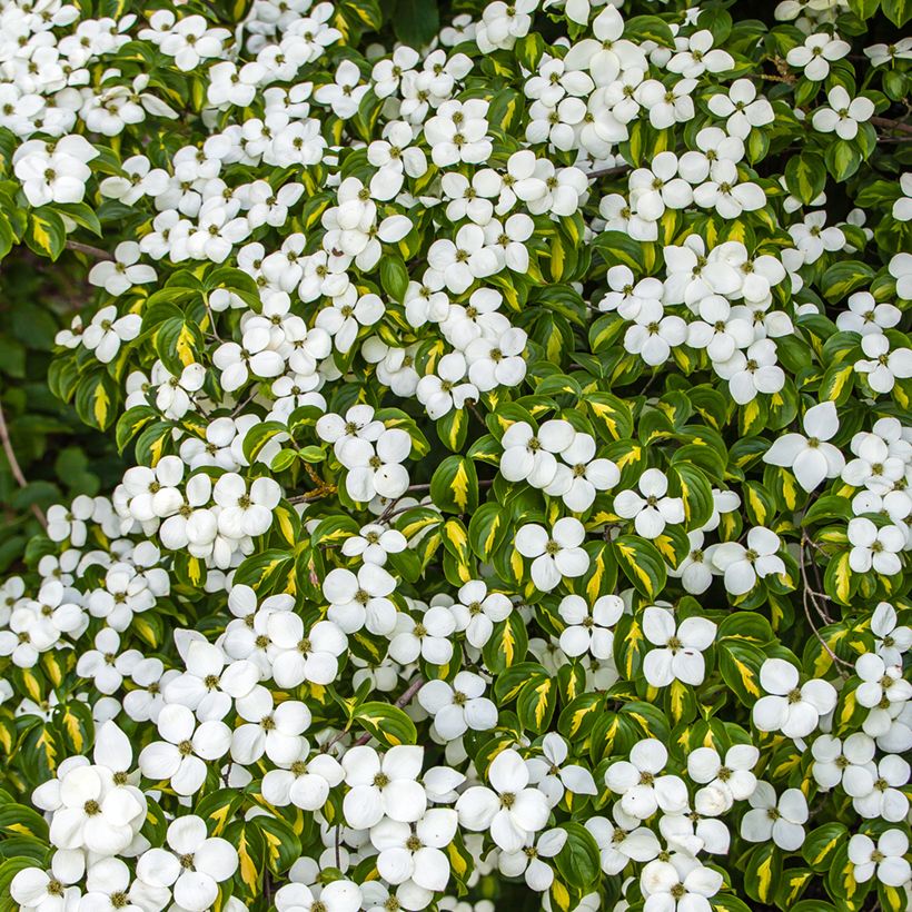 Japanischer Blumen-Hartriegel Gold Star - Cornus kousa (Blüte)