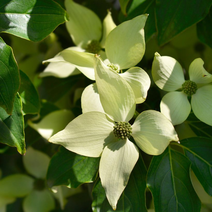 Japanischer Blumen-Hartriegel Roberts Select - Cornus kousa (Blüte)