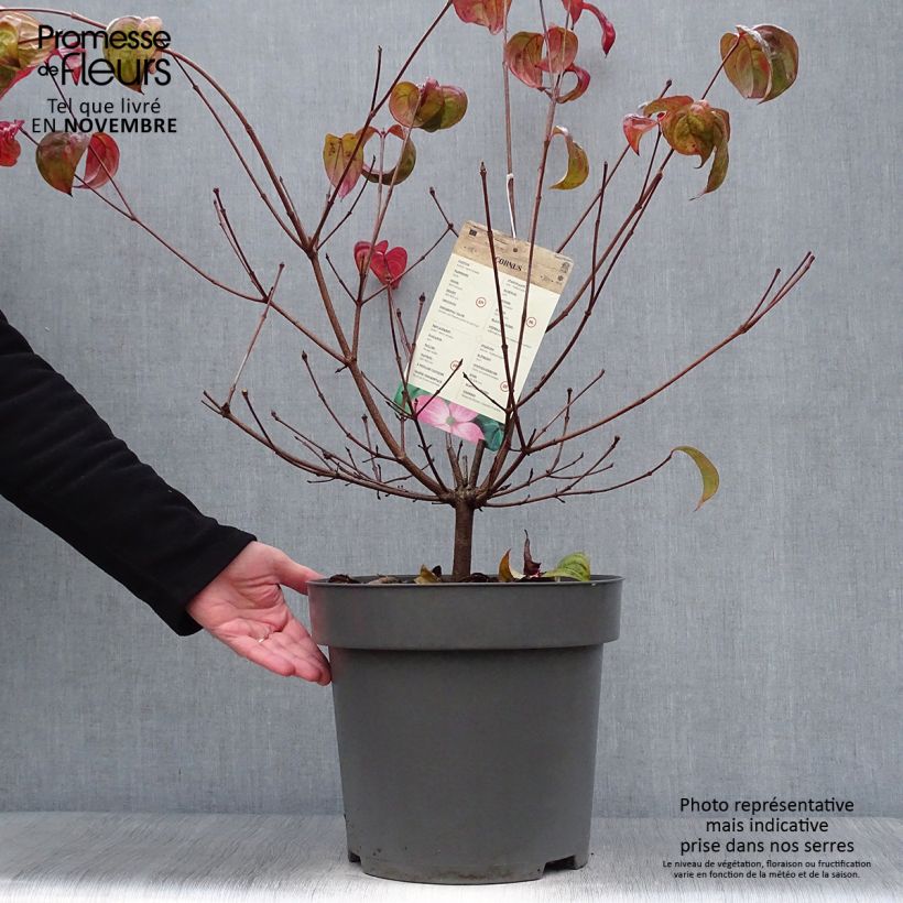 Example of Japanischer Blumen-Hartriegel Satomi - Cornus kousa Topf mit 7,5L/10L as you get in automne