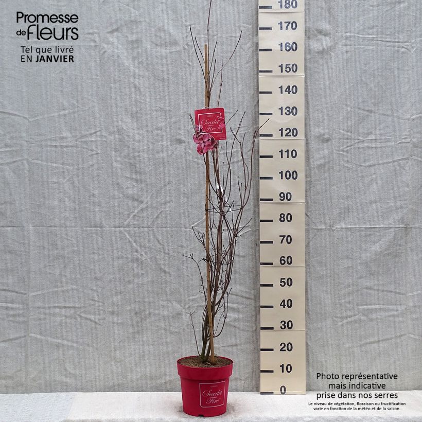 Example of Japanischer Blumen-Hartriegel Scarlet Fire - Cornus kousa Topf mit 7,5L/10L as you get in hiver