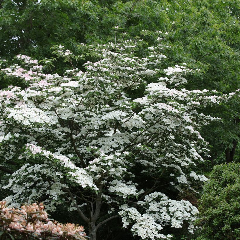 Japanischer Blumen-Hartriegel Venus - Cornus kousa (Hafen)