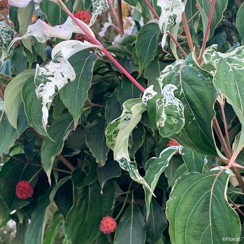 Blumen-Hartriegel Watermelon Sugar - Cornus kousa Japanischer  (Laub)