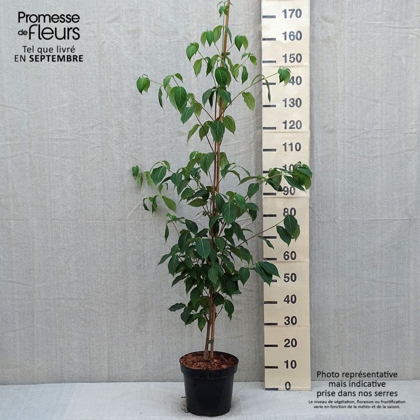 Exemplar von Chinesischer Blumen-Hartriegel Great Star - Cornus kousa subsp. chinensis Topf mit 7,5L/10L wie im Sommer geliefert