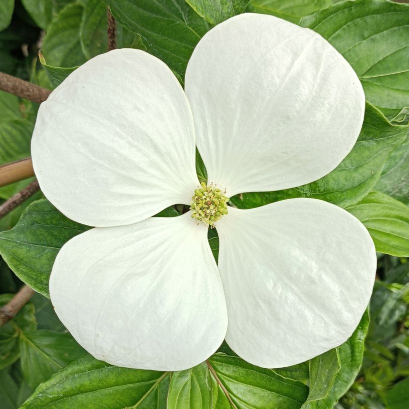 Japanischer Blumen-Hartriegel Venus - Cornus kousa (Blüte)