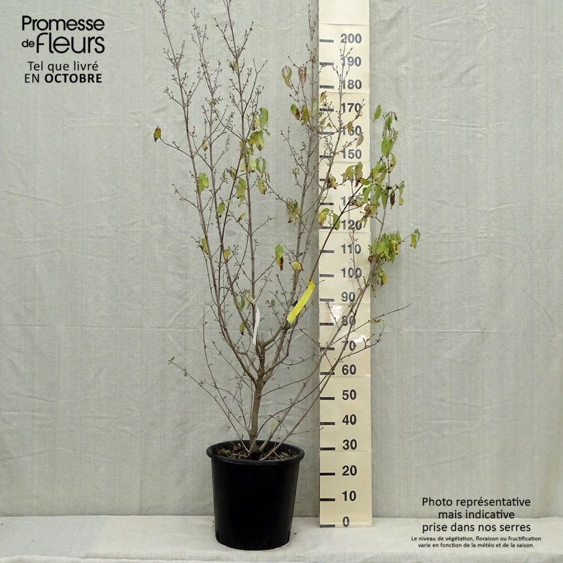 Example of Kornelkirsche Aurea - Cornus mas Topf mit 20L/25L as you get in automne