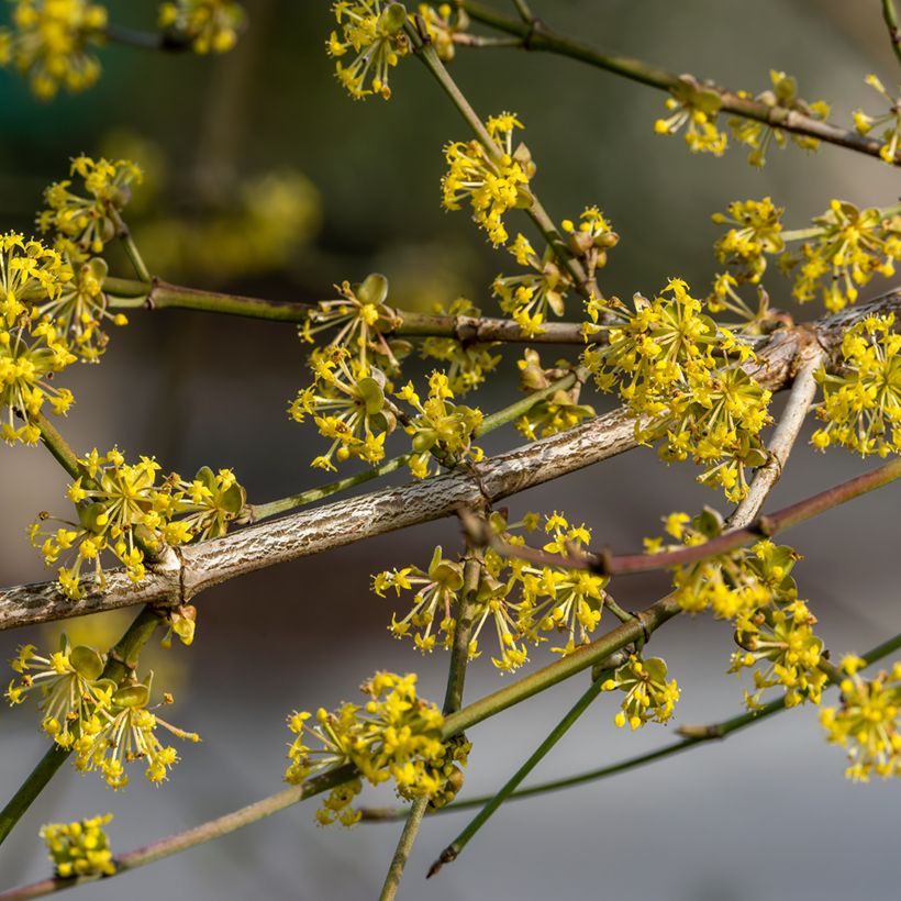 Kornelkirsche Aurea - Cornus mas (Blüte)