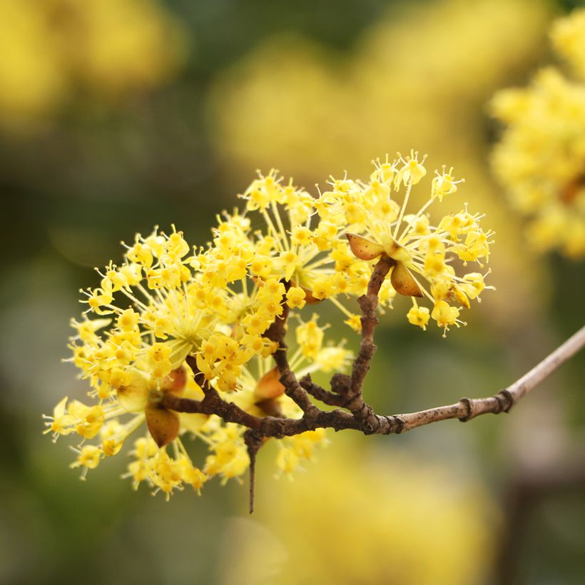 Kornelkirsche - Cornus mas (Blüte)