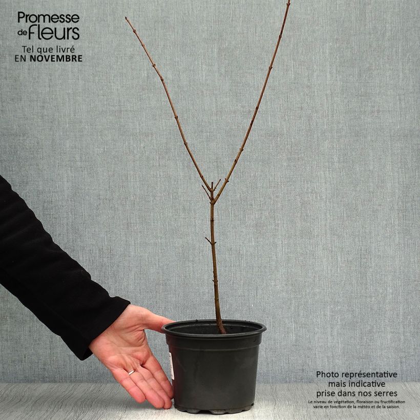 Example of Kornelkirsche - Cornus mas Topf mit 2L/3L as you get in automne