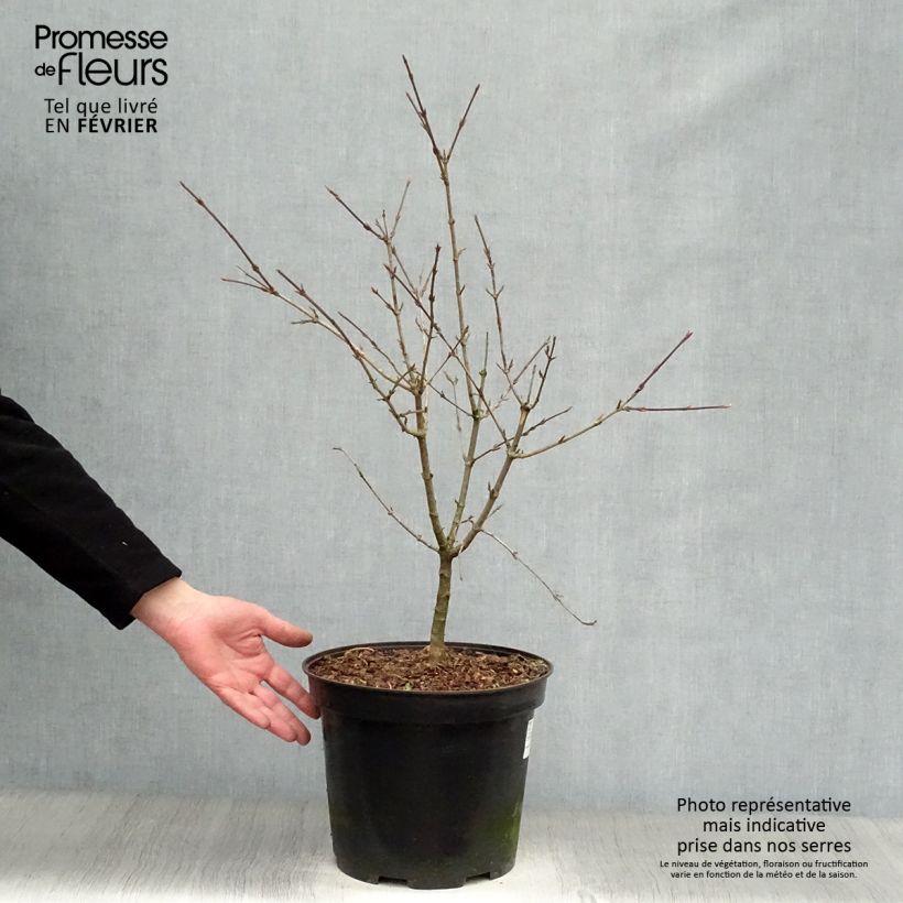 Example of Kornelkirsche - Cornus mas Topf mit 7,5L/10L as you get in hiver