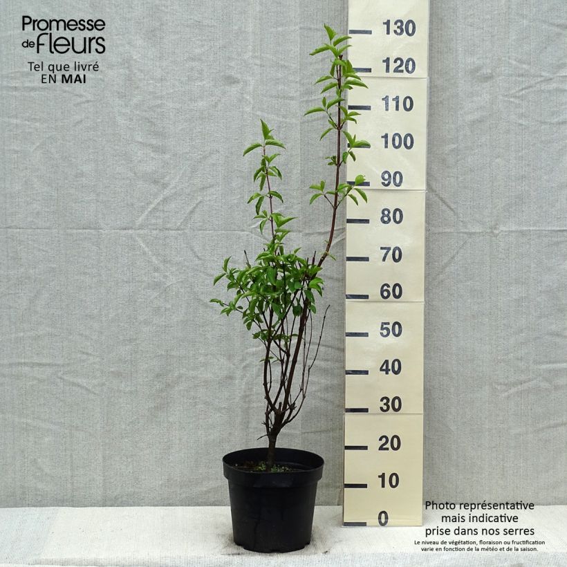 Exemplar von Kornelkirsche - Cornus mas Topf mit 7,5L/10L wie im Frühjahr geliefert