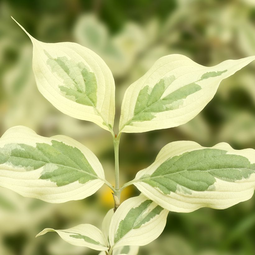Kornelkirsche Variegata - Cornus mas (Laub)