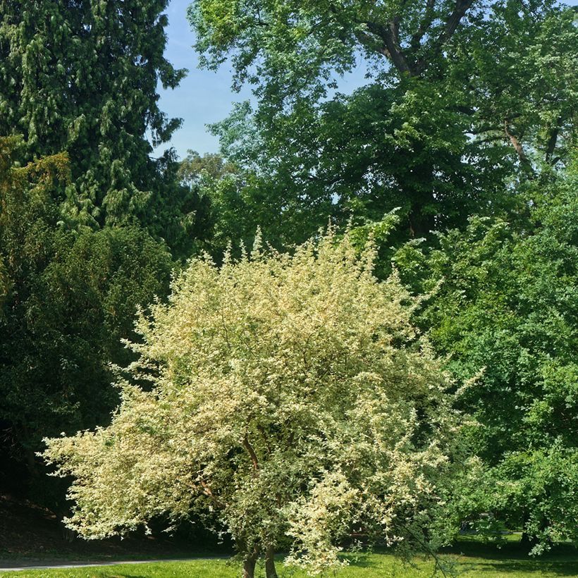 Kornelkirsche Variegata - Cornus mas (Hafen)
