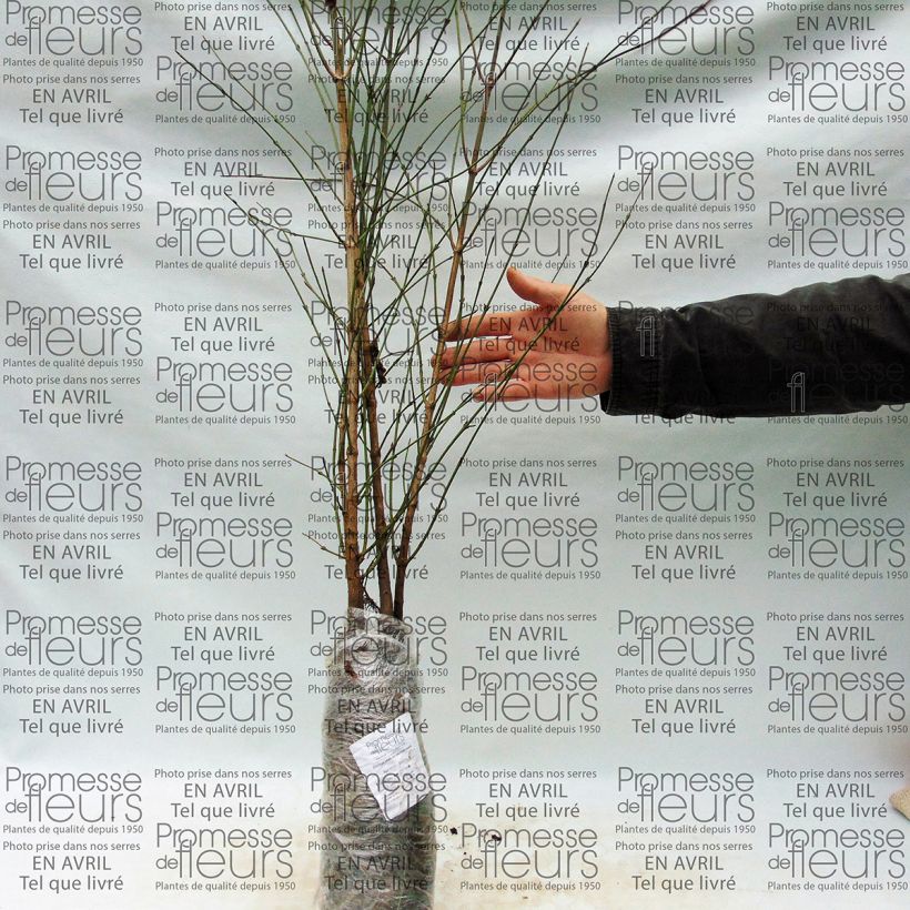 Example of Kornelkirsche - Cornus mas Wurzelnackt as you get