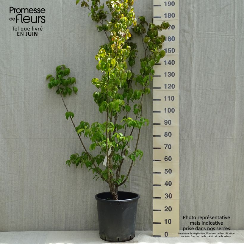 Exemplar von Asiatische Kornelkirsche Robin's Pride - Cornus officinalis Topf mit 20L/25L wie im Frühjahr geliefert