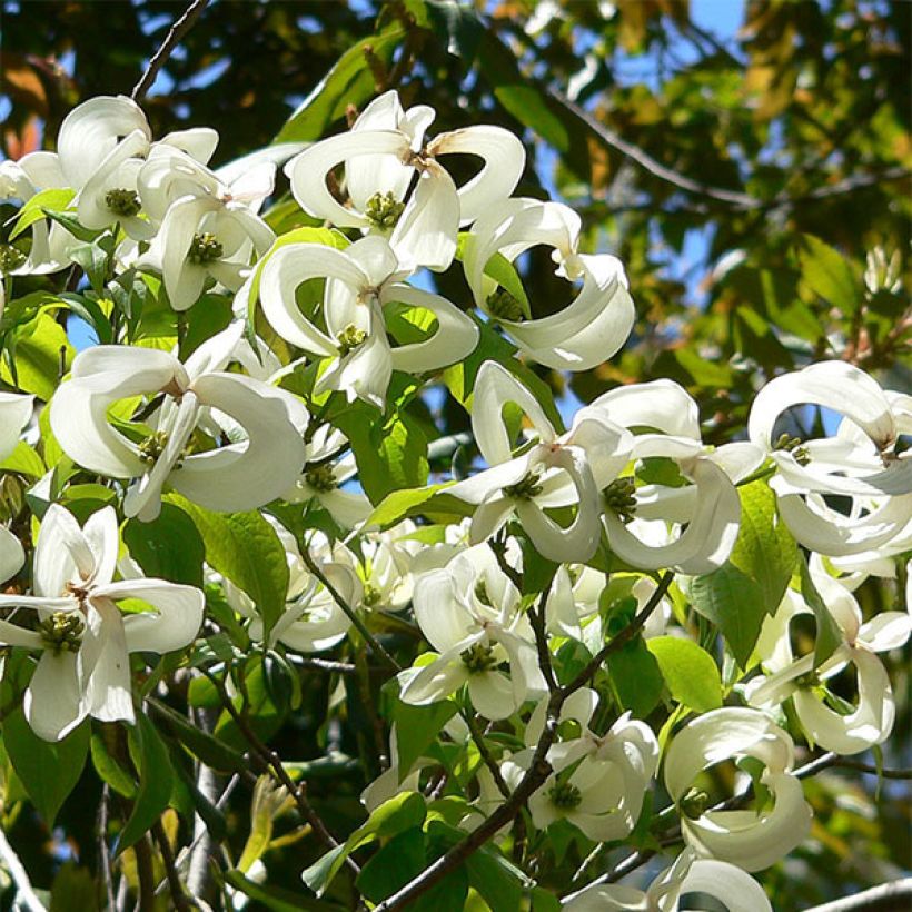 Amerikanischer Blumen-Hartriegel - Cornus florida subsp. urbiniana (Blüte)