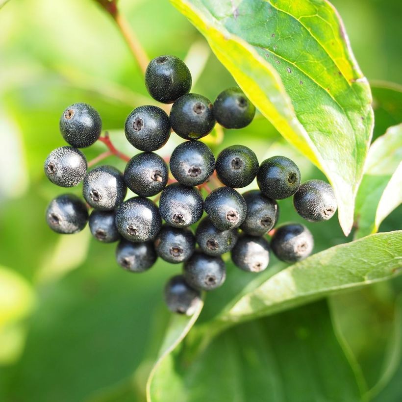 Roter Hartriegel - Cornus sanguinea (Ernte)
