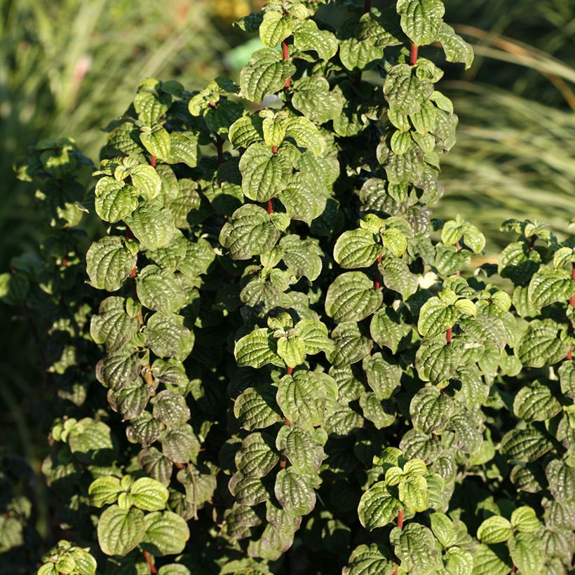 Roter Hartriegel Compressa - Cornus sanguinea  (Laub)