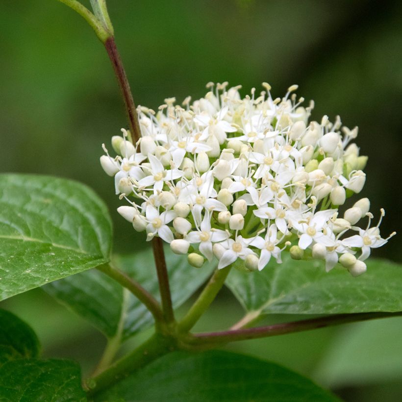 Roter Hartriegel - Cornus sanguinea (Blüte)