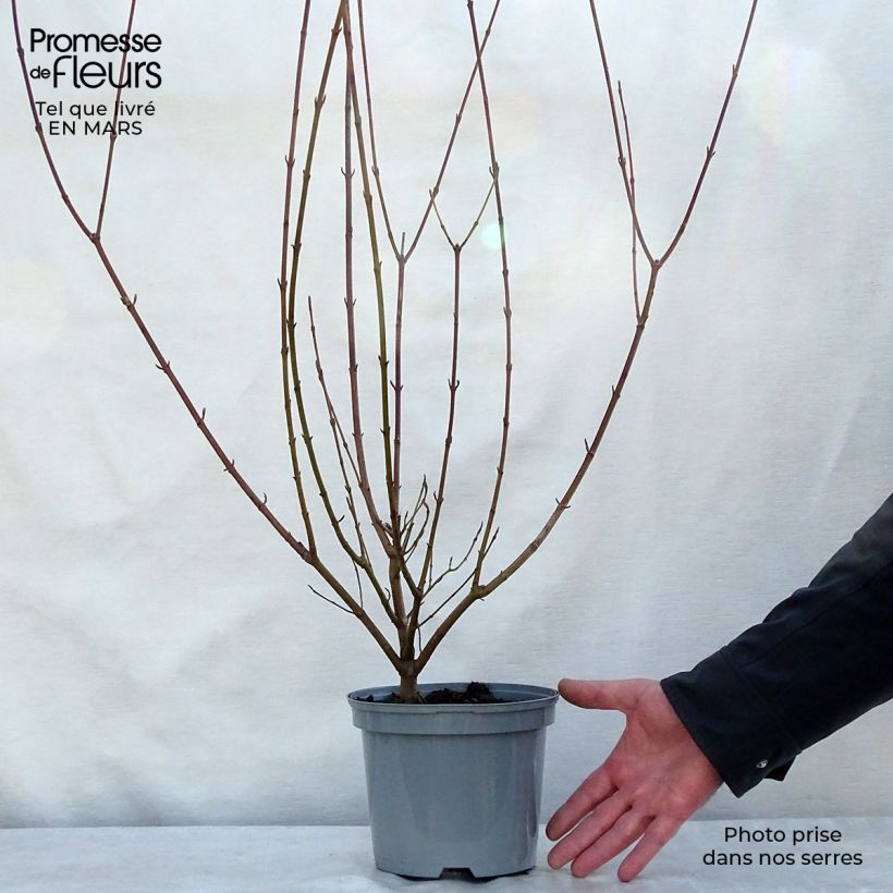 Exemplar von Roter Hartriegel - Cornus sanguinea Topf mit 2L/3L wie im Winter geliefert