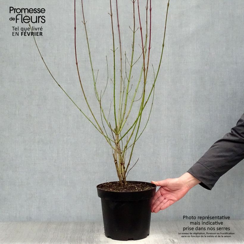Exemplar von Roter Hartriegel - Cornus sanguinea Topf mit 7,5L/10L wie im Winter geliefert