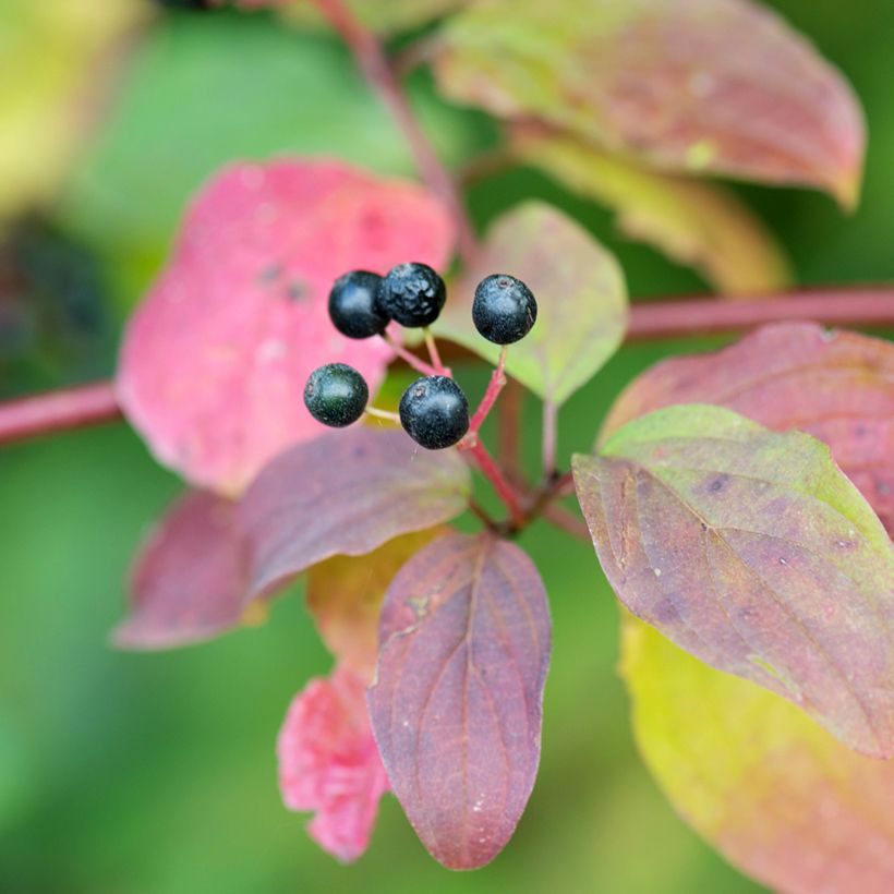 Roter Hartriegel Magic Flame - Cornus sanguinea (Ernte)