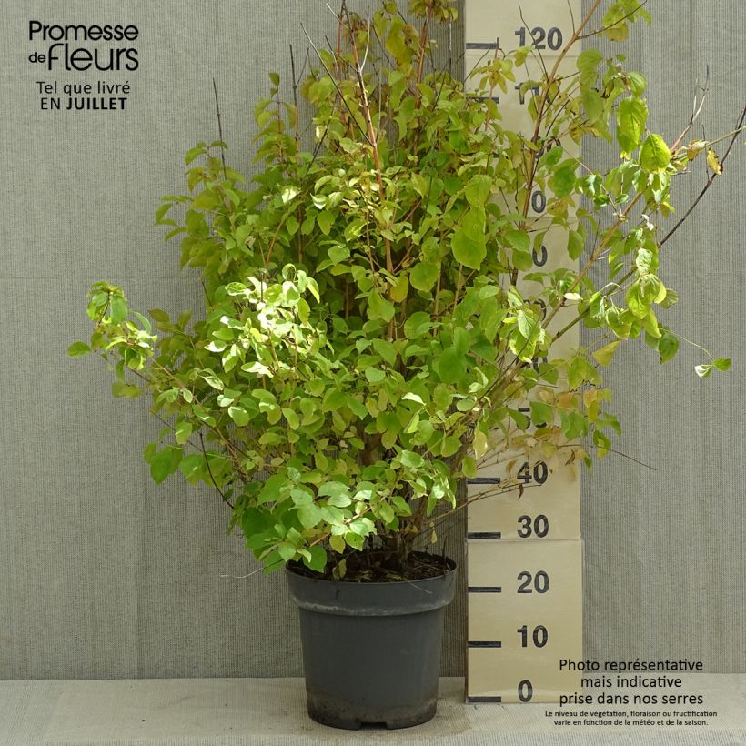 Exemplar von Roter Hartriegel Mid Winter Fire - Cornus sanguinea Topf mit 6L/7L wie im Sommer geliefert