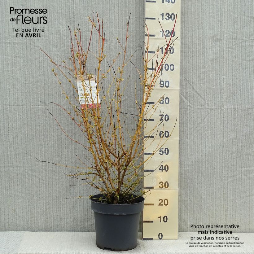 Exemplar von Roter Hartriegel Mid Winter Fire - Cornus sanguinea Topf mit 6L/7L wie im Frühjahr geliefert